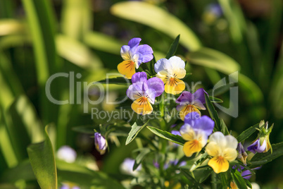Purple, yellow and white Viola flower