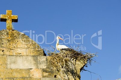 Stork in its nest perched on the portico of the church