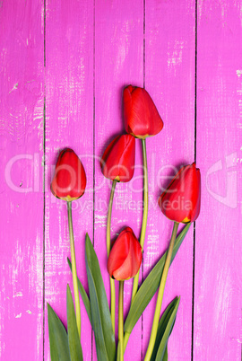 Five red tulips on a pink wooden surface