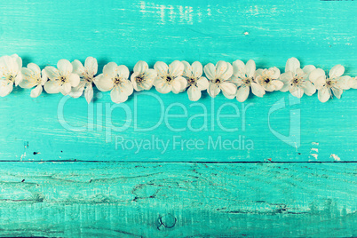 turquoise vintage wooden background with cherry blossom