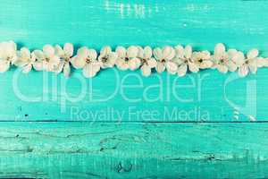 turquoise vintage wooden background with cherry blossom