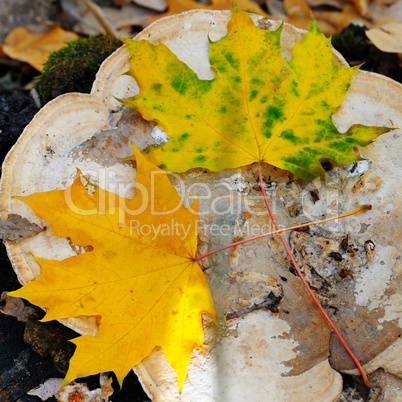 autumn maple leaves on an old stump in the woods