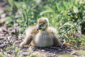 Canada Gosling (Branta Canadensis) Resting.