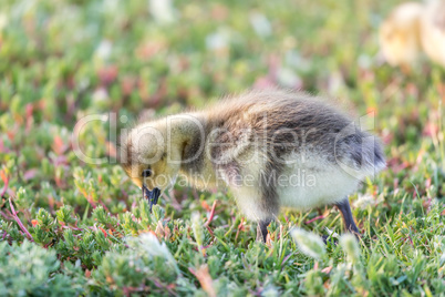 Canada Gosling (Branta Canadensis) Eating Grass