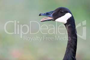 Hissing Canada Goose (Branta Canadensis)