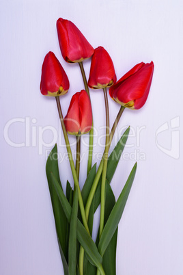 Bouquet of fresh red tulip