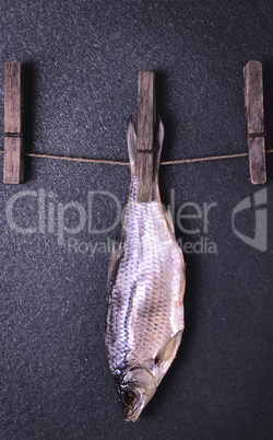 Salted and dried fish ram is hanging on rope