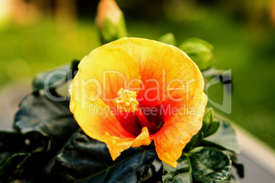 HIBISKUS