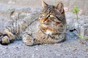 Gray street cat with green eyes lying on the asphalt