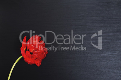 One red fluffy tulip on a black wooden surface