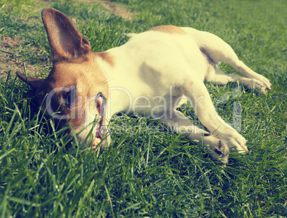 Cute dog close up