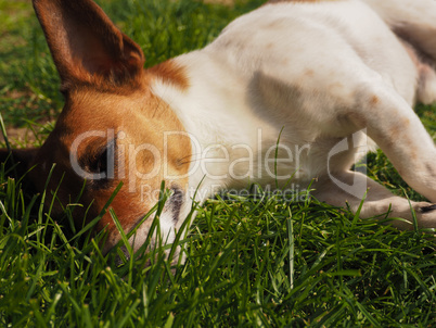 Cute dog close up