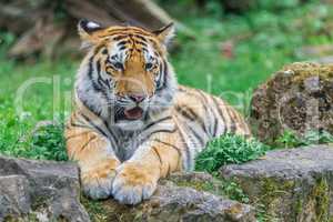 Young bengal tiger