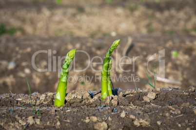 asparagus breaks through soil
