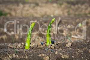 asparagus breaks through soil