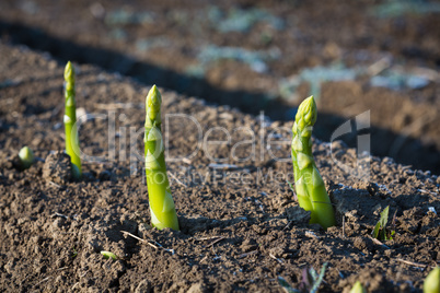 green asparagus on the field