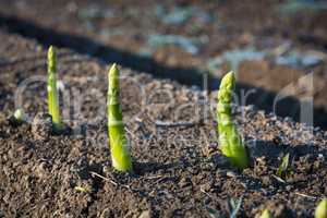 green asparagus on the field