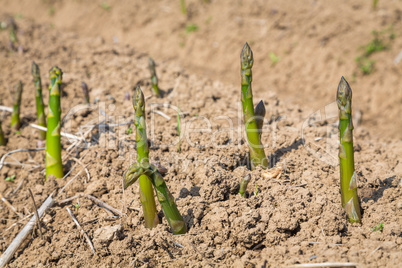 asparagus breaks through soil