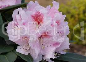 Rhododendron, Kromlauer Parkperle