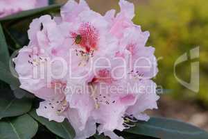 Rhododendron, Kromlauer Parkperle
