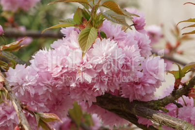 Japanische Zierkirsche, Kiku-shidare-zakura, Prunus serrulata