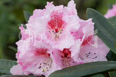 Rhododendron, Kromlauer Parkperle