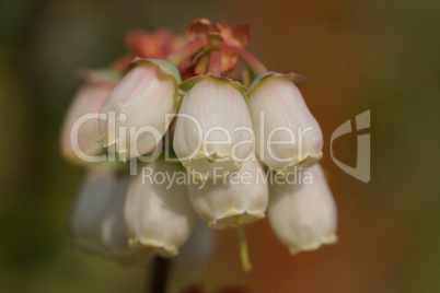 Blüte der Heidelbeere, Vaccinium myrtillus