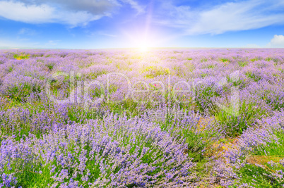 Field with blooming lavender and sunrise