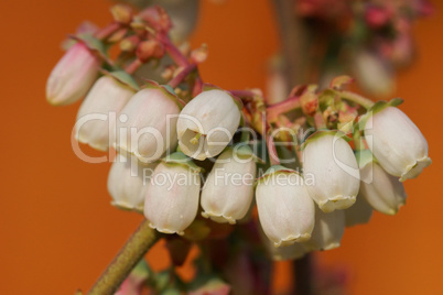 Blüte der Heidelbeere, Vaccinium myrtillus