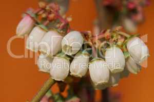 Blüte der Heidelbeere, Vaccinium myrtillus