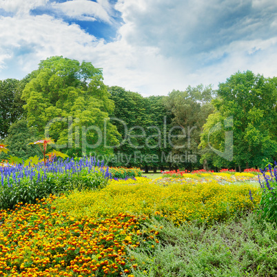 summer park with beautiful flowerbeds