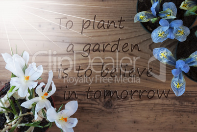 Sunny Crocus And Hyacinth, Quote Plant Garden Believe In Tomorrow