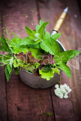 Fresh lettuce in the garden.