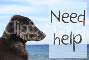 Dog At Ocean, Text Need Help