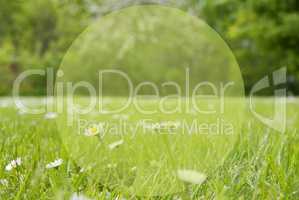 Gras Meadow, Daisy Flowers, Copy Space