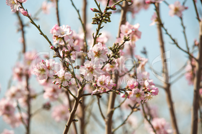 Almond flower trees at spring