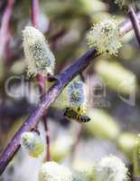 bee on blossoming willow