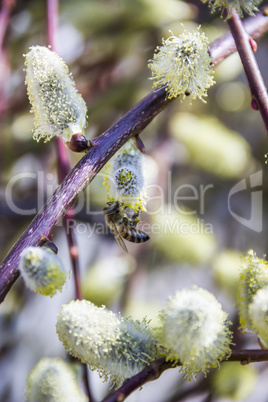 bee on blossoming willow