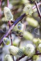 bee on blossoming willow