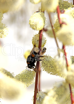 bumble-bee on blossoming willow