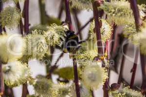 bumble-bee on blossoming willow