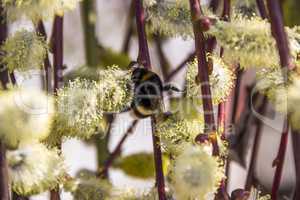 bumble-bee on blossoming willow