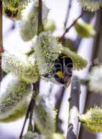 bumble-bee on blossoming willow