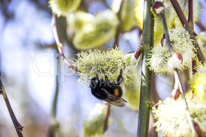 bumble-bee on blossoming willow