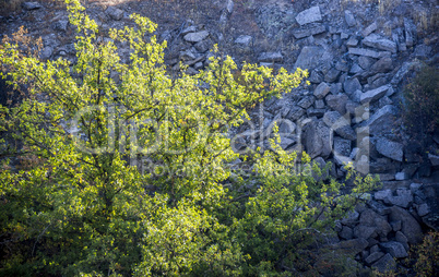tree in unused stone quarry