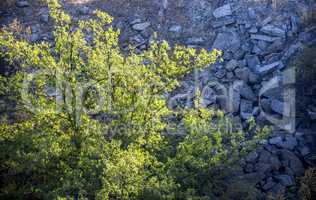 tree in unused stone quarry