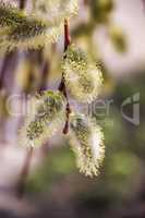 willow catkins