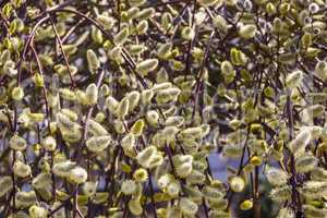 willow catkins