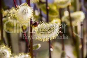 willow catkins