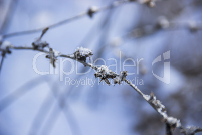 chicory in winter